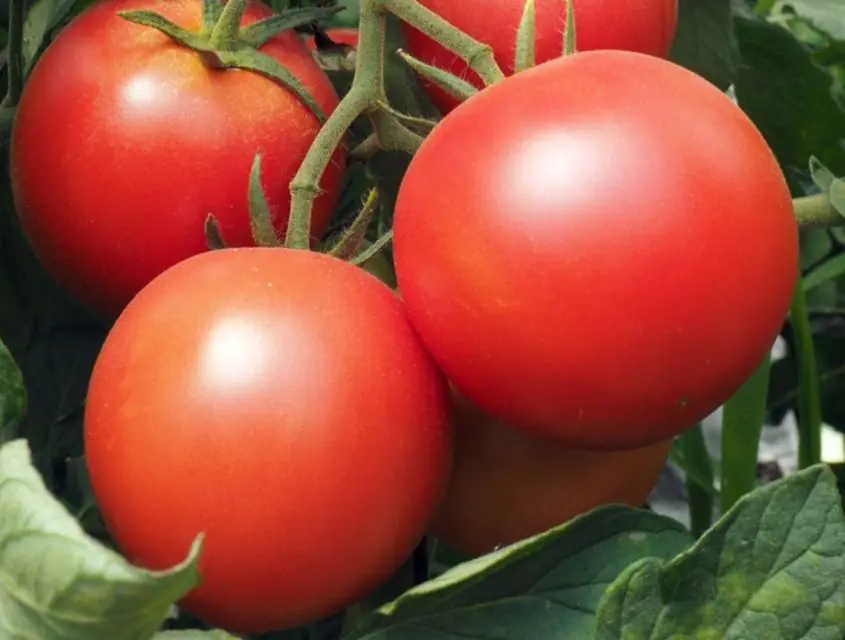tomato-paoline-f1-1.jpg