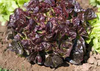 lettuce-bellino-1.jpg